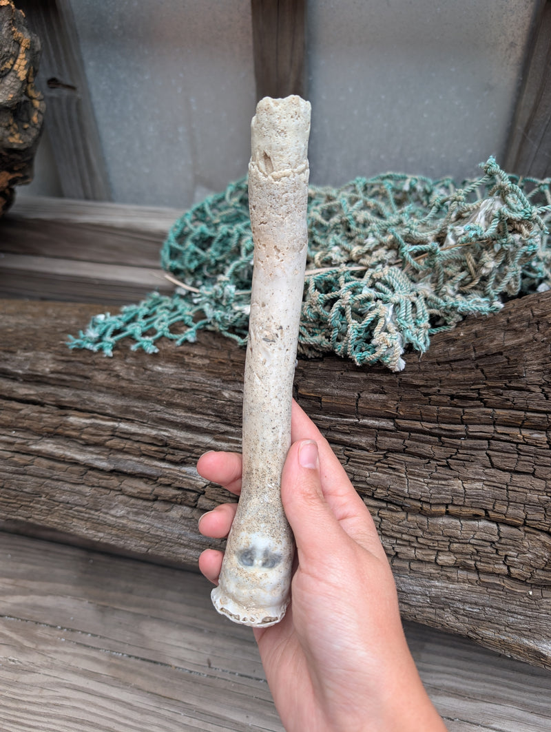 Australian Watering Pot - Brechites australis (tube like Shell)