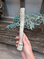 Australian Watering Pot - Brechites australis (tube like Shell)