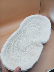 Vintage Bone White Slippers Coral – Unique Natural Ocean Decor (14.5