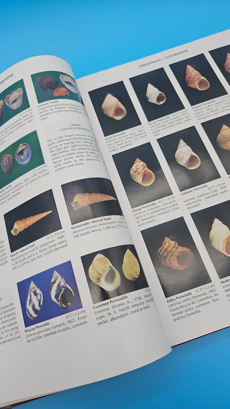 Compendium of Seashells hardcover book by R. Tucker Abbott and S. Peter Dance, 1991 edition with over 4,200 full-color marine shell photographs.