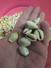Money Cowrie - Monetaria moneta