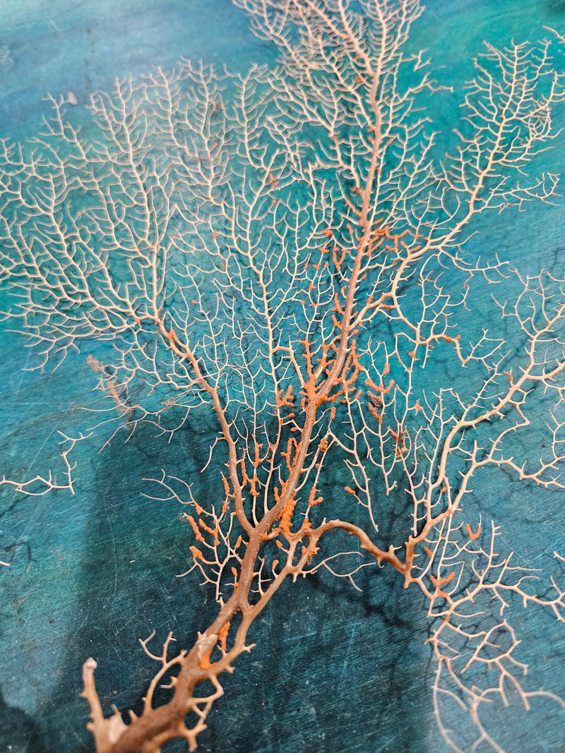 Delicate natural sea fan, 17 inches by 16.25 inches, featuring intricate branching, perfect for coastal décor or wall display.