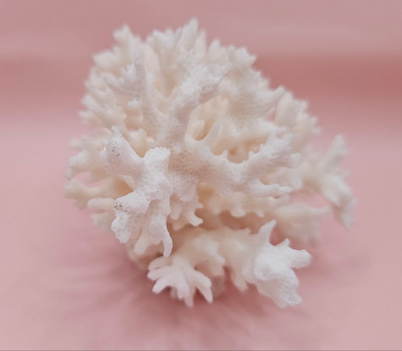 vintage white table coral specimen with flattened branches on pink background