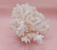 vintage white table coral specimen with flattened branches on pink background