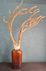 Vintage W.H.R. amber bottle topped with branch coral and a ring of seashells