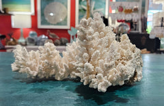 Large vintage white branch coral specimen measuring 13.5 inches displayed on a counter