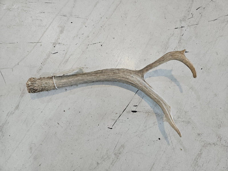 Natural elk antler, size 18-19 inches, showcasing rustic textures