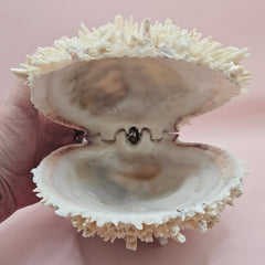 8-inch white Spondylus shell with spiky texture, shown open and closed on a soft pink background