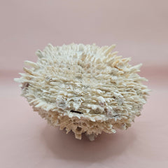 8-inch white Spondylus shell with spiky texture, shown open and closed on a soft pink background