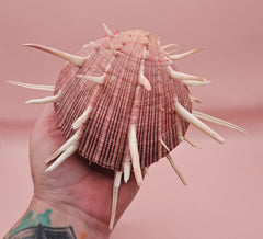 Spiny mauve Spondylus regius shell with long radial spines on pink background