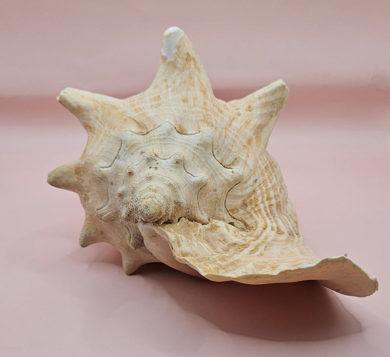 Large Atlantic conch shell with natural peach and white tones on pink background, ideal for coastal decor