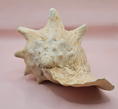 Large Atlantic conch shell with natural peach and white tones on pink background, ideal for coastal decor