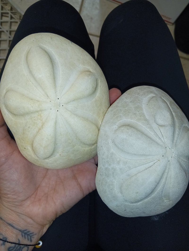 Grade B XL Sea Biscuits 5"