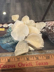 Tarpon Scale