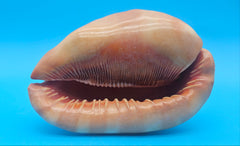 Bullmouth Cameo helmet shell with peach interior and textured dark outer ridges