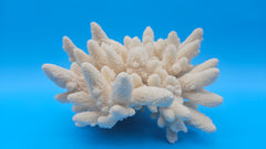Vintage Finger Coral Specimen – Coastal Nautical Display Decor 6.3x7x5
