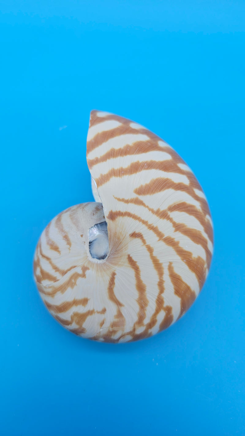 Tiger Nautilus Shell – Striking Natural Ocean Decor 4"