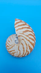 Tiger Nautilus Shell – Striking Natural Ocean Decor 4