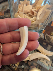 Wild Hog Tusks