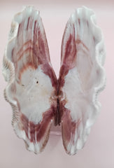 Natural Lion's Paw seashell pair, 5 by 5.3 inches, with textured barnacle accents and coastal tones