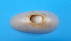 Bottom cut tiger nautilus shell showing exterior stripes and interior pearly chambers