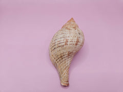 Fasciolaria Tulips Shell with documentation, featuring natural stripes and a creamy white tone, measuring 4 inches, ideal for collections or decor