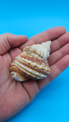 Distorsio anus shell, 2.6 inches, ribbed twisted form with brown-and-cream stripes and flared lip.