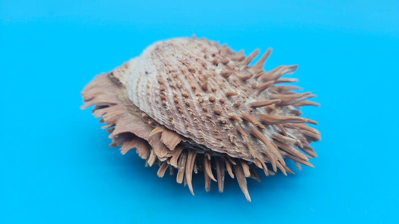 Spiny Spondylus Shell Pair 3.8" – Natural Purple-Toned Coastal Display Shell