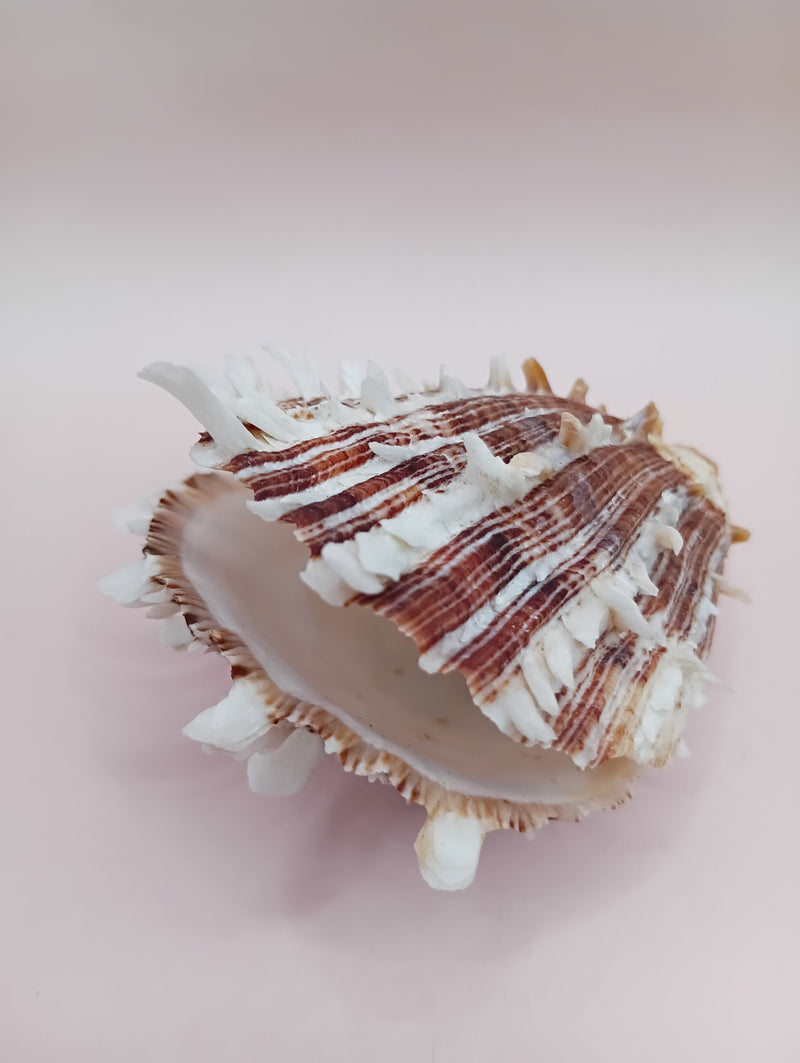 2.8" Hinged Spondylus shell with spiny ridges and cream-pink tones held in hand