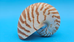 Tiger Nautilus Shell – Striking Natural Ocean Decor 3.7