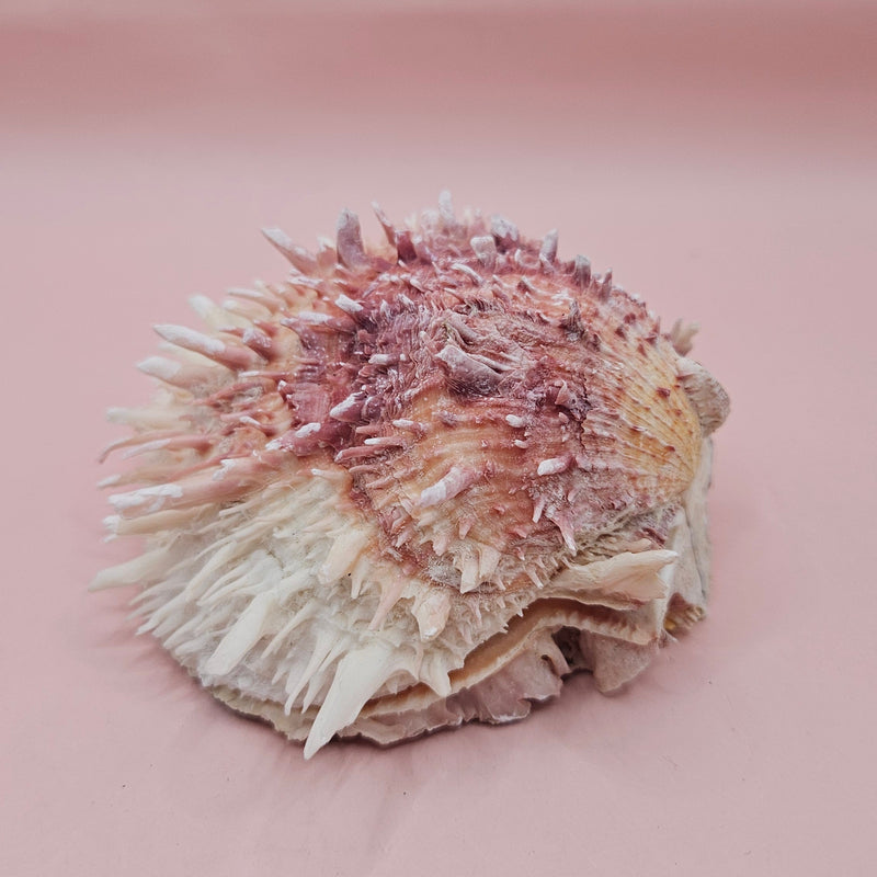 4-inch pink and white Spondylus shell with spines and hinged opening on light pink background