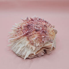 4-inch pink and white Spondylus shell with spines and hinged opening on light pink background