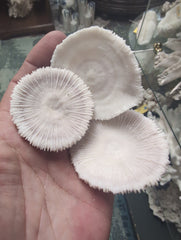 Mini Mushroom Coral 2