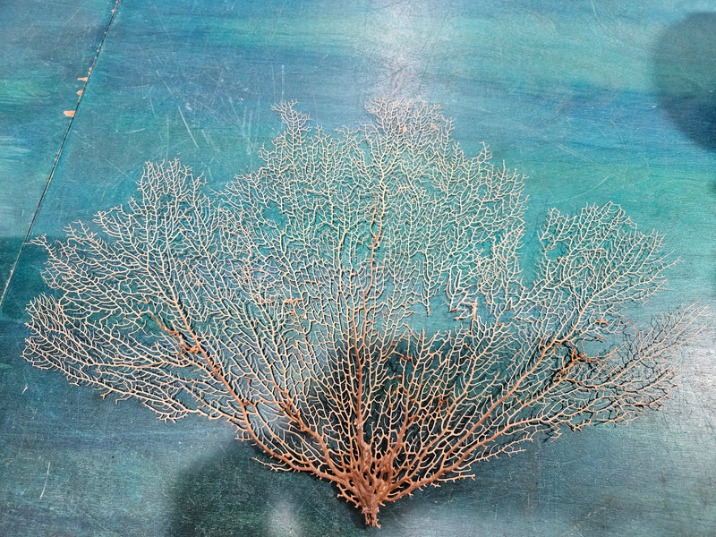 Delicate natural sea fan, 12 inches by 17 inches, featuring intricate branching, perfect for coastal décor or wall display.