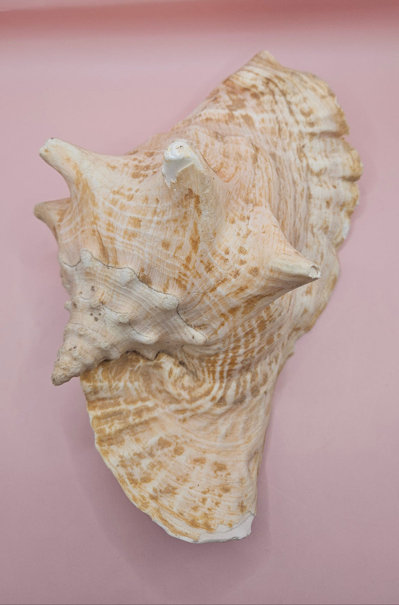 Large Atlantic conch shell with natural peach and white tones on pink background, ideal for coastal decor