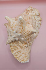 Large Atlantic conch shell with natural peach and white tones on pink background, ideal for coastal decor