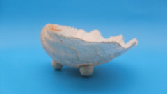 Bear Paw Clam dish 7.2-inch white scalloped seashell bowl for coastal display décor