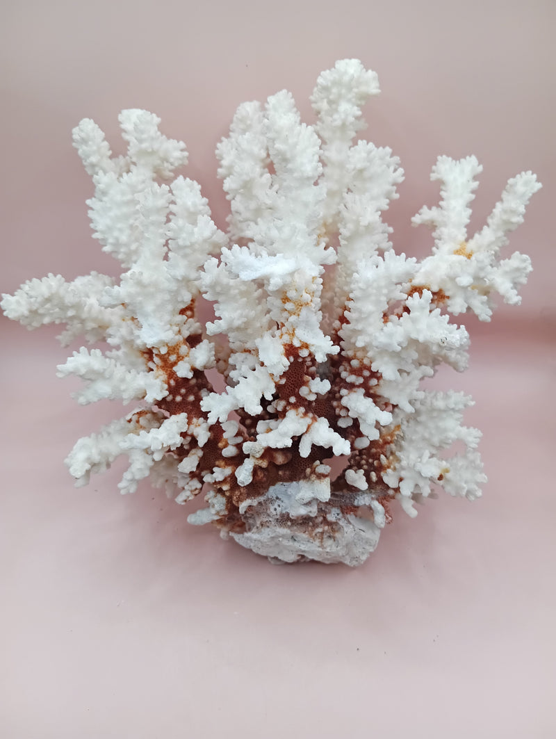 Vintage Brownstem Coral with textured brown branches – 10 x 8.25 x 6.5 inches coastal display piece