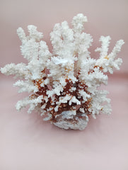 Vintage Brownstem Coral with textured brown branches – 10 x 8.25 x 6.5 inches coastal display piece