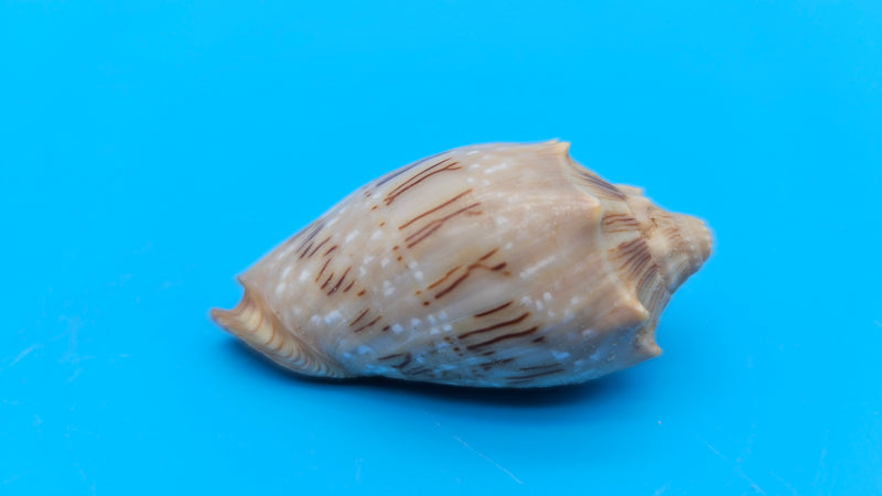  Cymbiola nivosa oblita small volute shell with cream and brown patterning, 2.2 inches.
