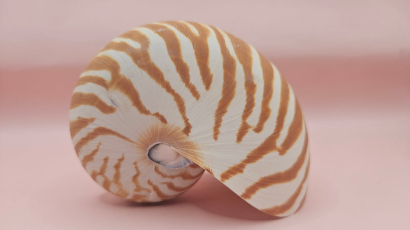 4-inch natural nautilus shell with smooth spiral pattern and creamy pearlescent finish.