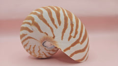 4-inch natural nautilus shell with smooth spiral pattern and creamy pearlescent finish.