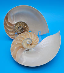 Set of matching Tiger Nautilus shell halves showing polished spiral interiors and pearly finish on blue background