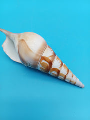 Carved Tibia Shell with Palm Tree Scene – 4.4
