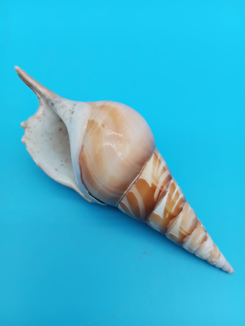 4.8" carved Tibia shell with flamingo coastal scene