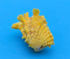 Golden yellow Cardium cardita shell with spiny texture from Bantayan Island for coastal décor display, approx. 1.3 inches