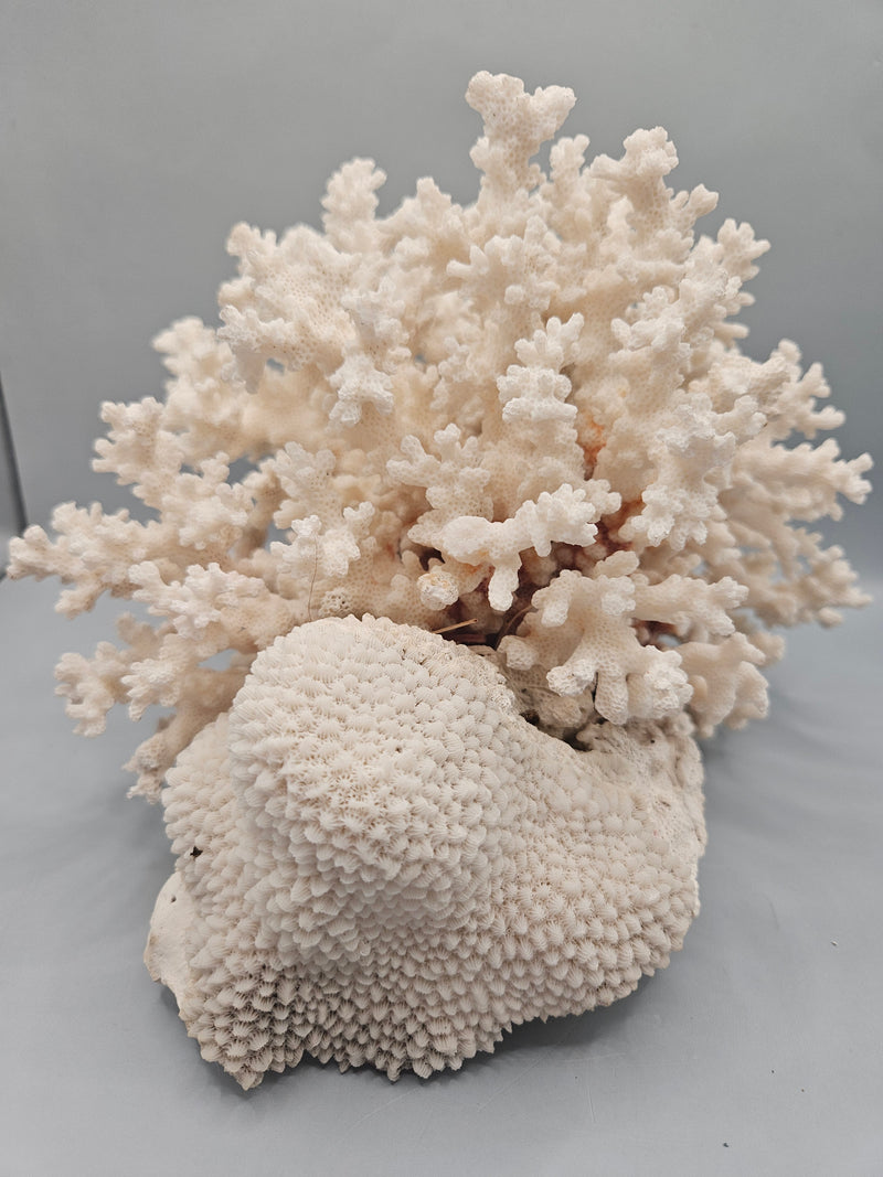 A unique 8.5"x8"x6" display of brownstem coral attached to brain coral, featuring intricate textures and natural oceanic beauty.