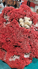 Vintage Red Pipe Coral Cluster with White Branch Coral – 13x11.5x10 Marine Specimen