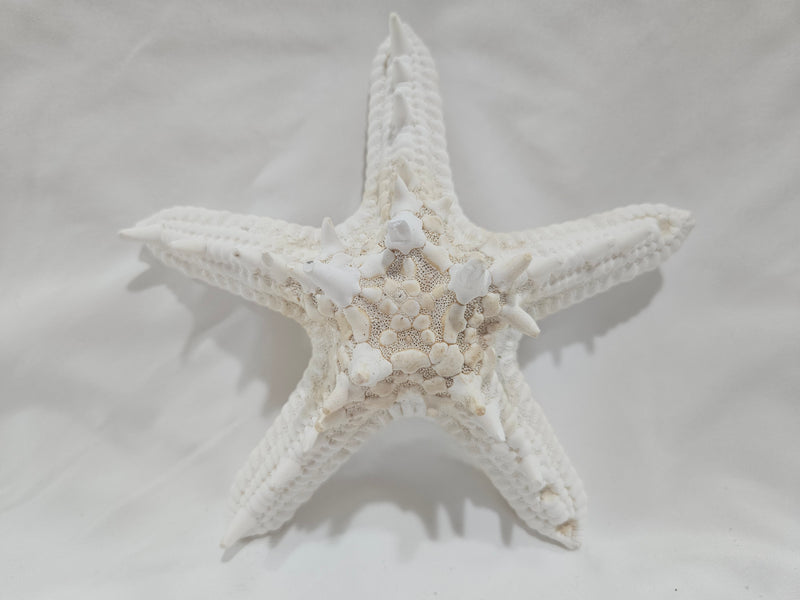 White Thorny Starfish 6.5"