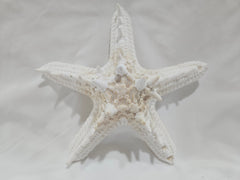 White Thorny Starfish 6.5